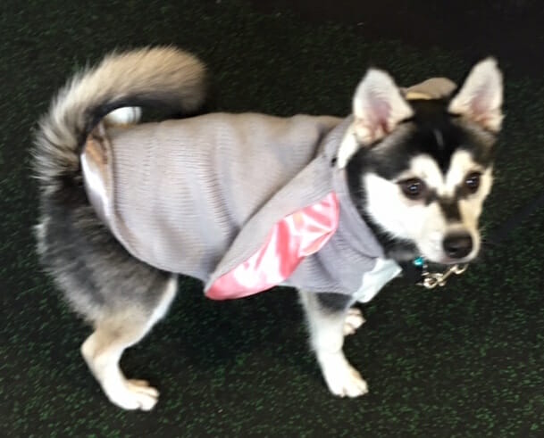 Alaskan-klee-kai puppy Benji at the Purina PawsWay Halloween Party