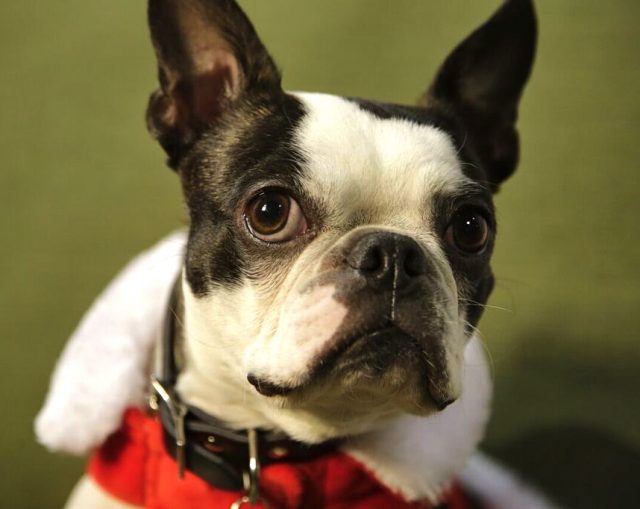 boston-terrier-3-at-the-toronto-christmas-pet-show-day-2