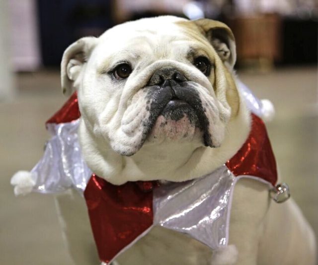 bulldog-at-the-toronto-christmas-pet-show-day-2