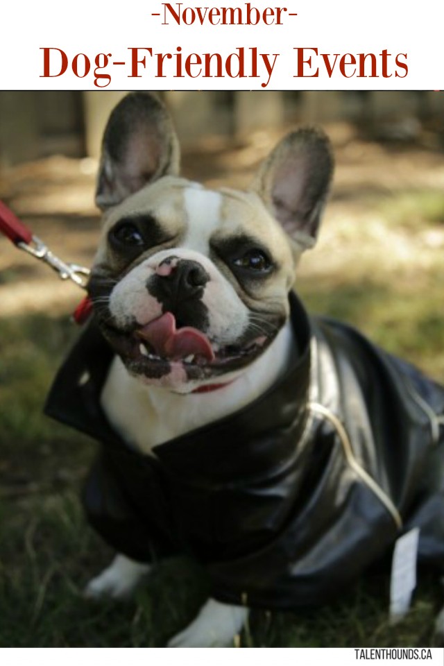 dog-friendly-events-you-cant-miss-this-november-tinker-beau-modeling-his-fall-jacket