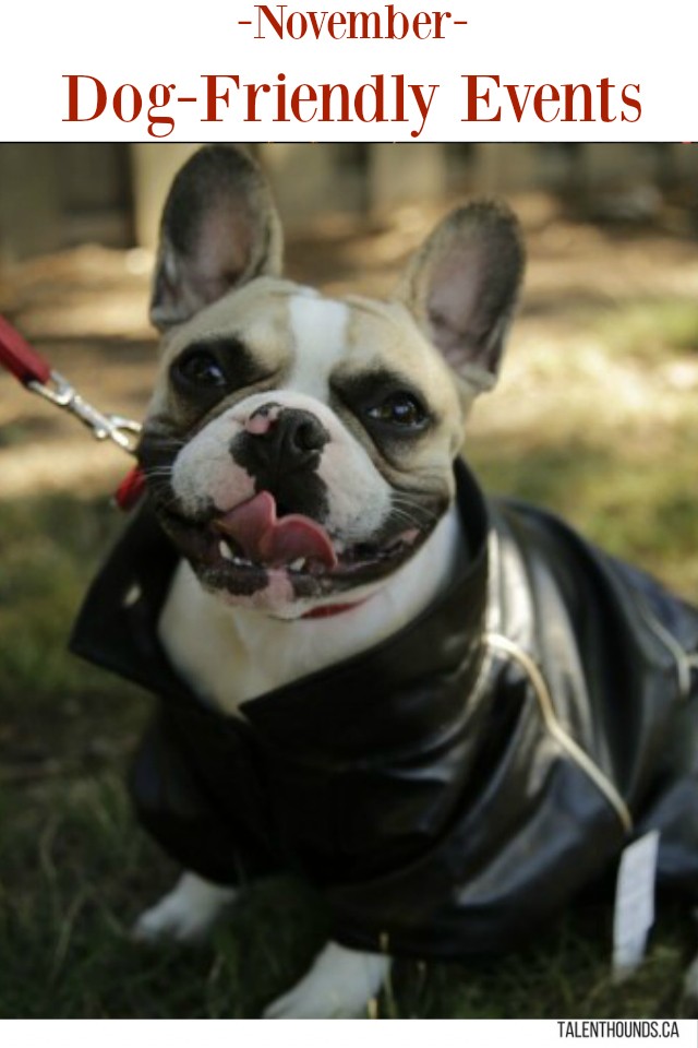 Don't miss these dog-friendly events and celebrations in November 2018 - photo featuring beau modeling his fall jacket (RIP beautiful boy)