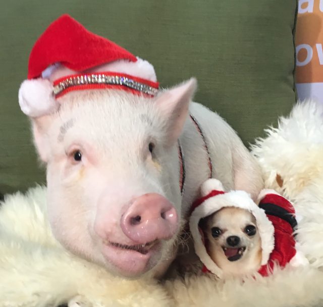 dozer-the-pig-and his chihuahua in the Christmas spirit at Canadian Pet Expo