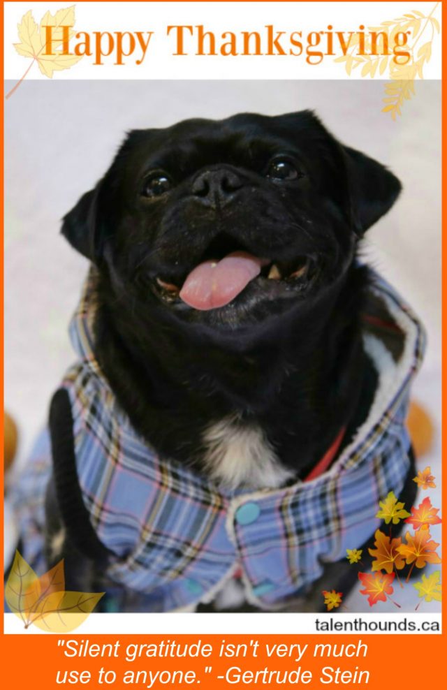 happy-thanksgiving-from-kilo-the-pug-us-2016