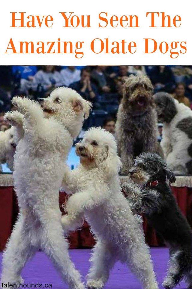 have-you-seen-the-amazing-olate-dogs-their-live-show-will-inspire-and-entertain-you