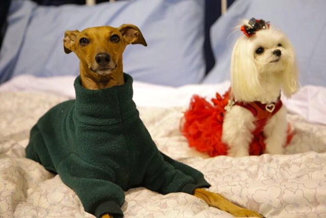 iggy-joey-and-ms-charmin-at-the-toronto-christmas-pet-show-day-2