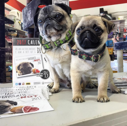 igor-pug-selling-calendars-with-little-brother