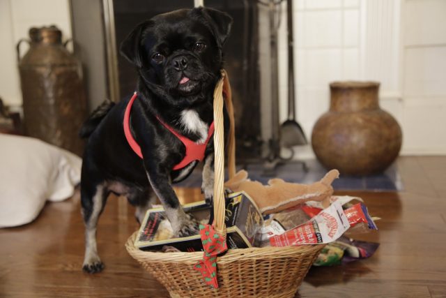 kilo-the-pug unboxing his perfect holiday gift for dogs from dog-lovers-treats-and-more