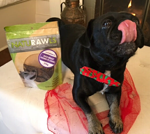 kilo-the-pug-licking-his-lips-after-eating-naturawls-from-dog-lovers-gift-box