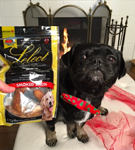 kilo-the-pug-loves-bacon-treats-from-barnsdale-farms-from-dog-lovers-gift-box