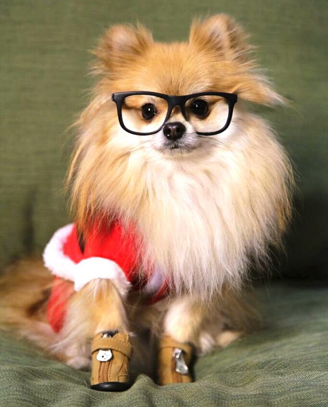 pom-pom-chewy-at-the-toronto-christmas-pet-show-day-2