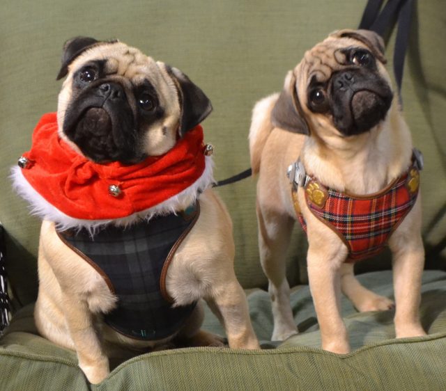 really-cute-pugs-doing-a-double-head-tilt