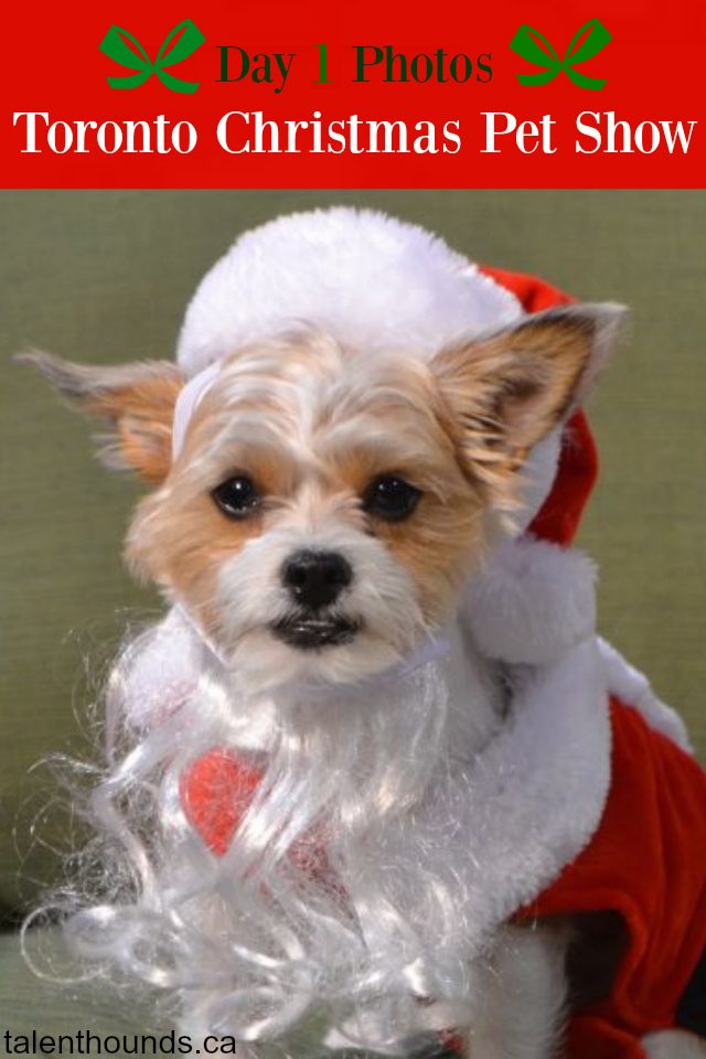See winston-the-mighty-morkie-and-more-in-our-day-1-photos-from-the-toronto-christmas-pet-show