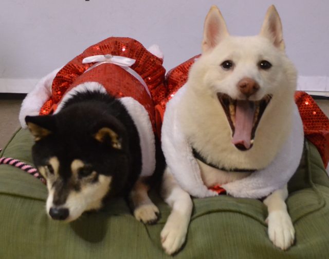 shiba-inus-inari-and