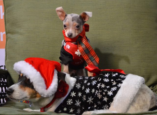 sweetie-and-spinner-the-trick-puppy-dressed-for-christmas