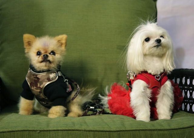 tiffany-the-pom-and-ms-charmain-at-the-toronto-christmas-pet-show-day-2