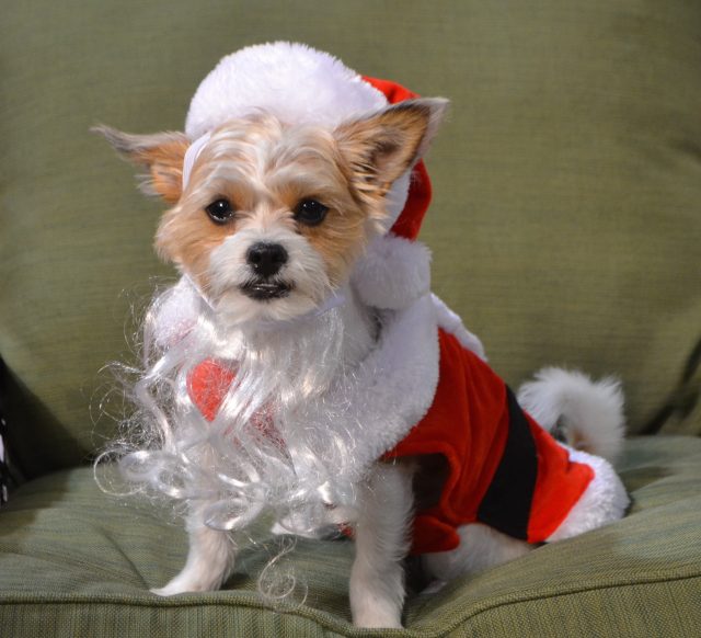 Winston the Mighty Morkie in his Santa suit at Toronto Christmas Pet Show