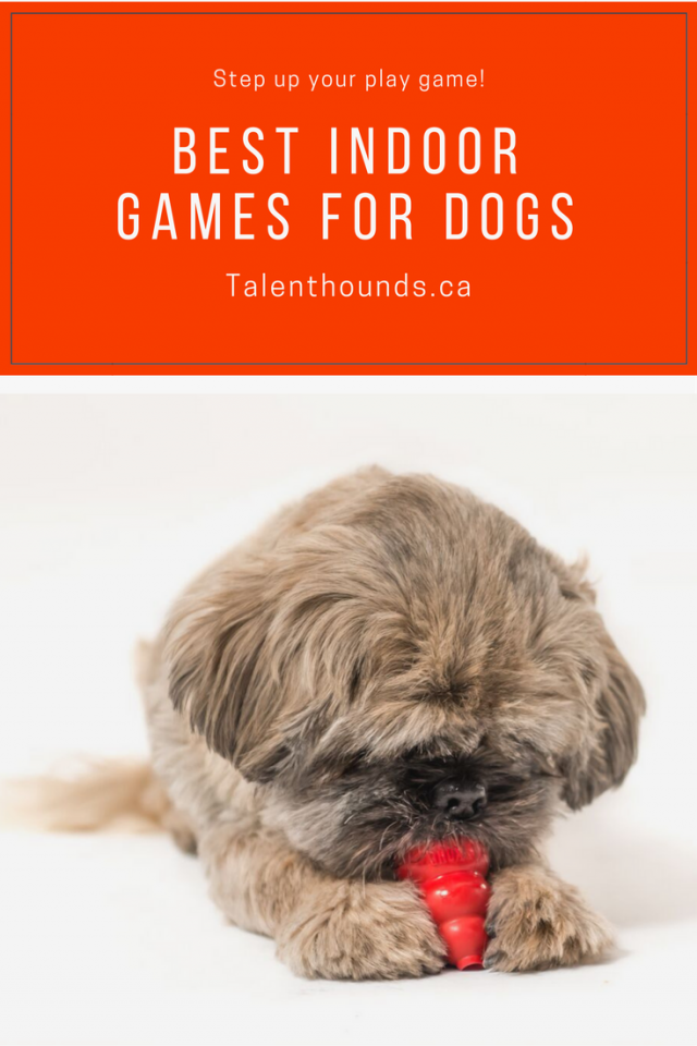 10 awesome indoor dog games to play with your dog and relieve dog boredom!