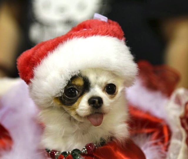 chihuahua-2-at-the-toronto-christmas-pet-show-day-2