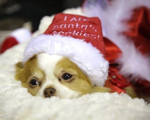 chihuahua-at-the-toronto-christmas-pet-show-day-2