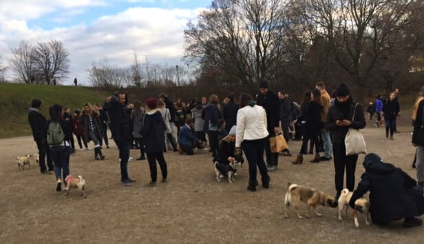 crowd-at-trintiy-bellwoods-dog-bowl-for-the-novemeber-2016-toronto-pug-grumble