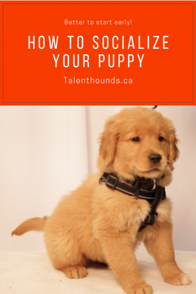 how to socialize your puppy start now with small golden retriever puppy in harness