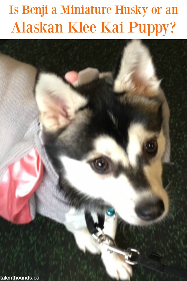 Meet benji the puppy. Is he a miniature husky or an Alaskan Klee Kai?