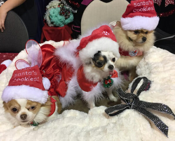 3-furry-beauties-ready-for-chirstmas