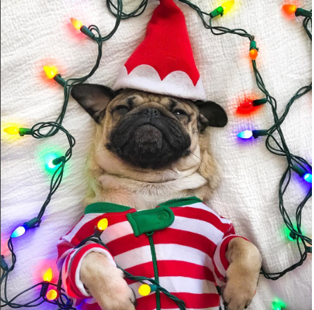 itsdougthepug christmas-photo-waking up december-1st-2016 ready for the holidays