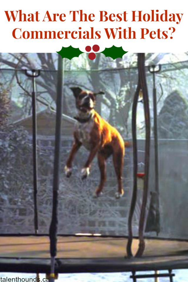 check-out-the-top-7-holiday-commercials-that-feature-pets-on-our-list