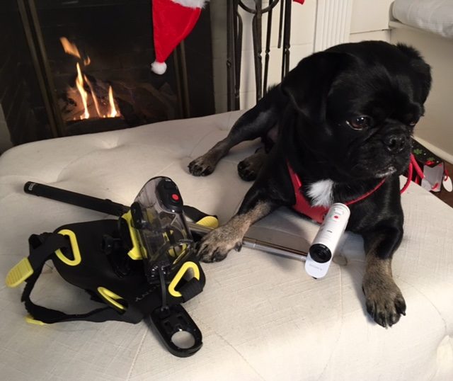 dop-kilo-the-pug-ready-with-his-sony-action-cam
