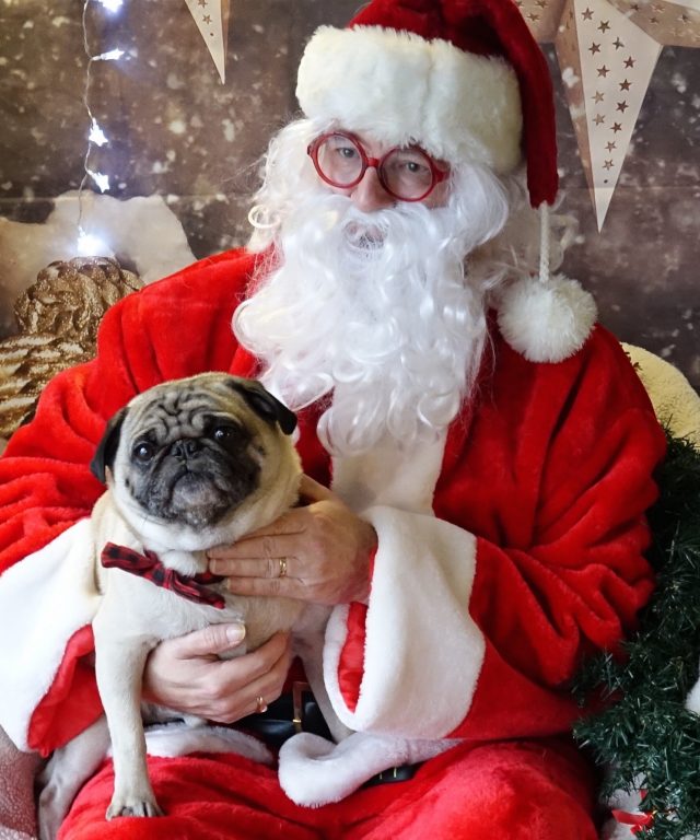 fishstick-the-pug-hanging-with-santa-at-the-pugalug-party-at-pawsway-toronto