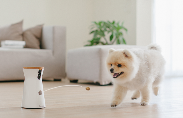 furbo-camera-with-pomeranian