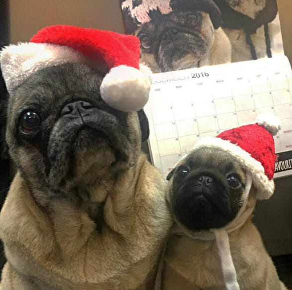 igor-pug-dog-poses-in-santa-hat-for-christmas-instagram-photo