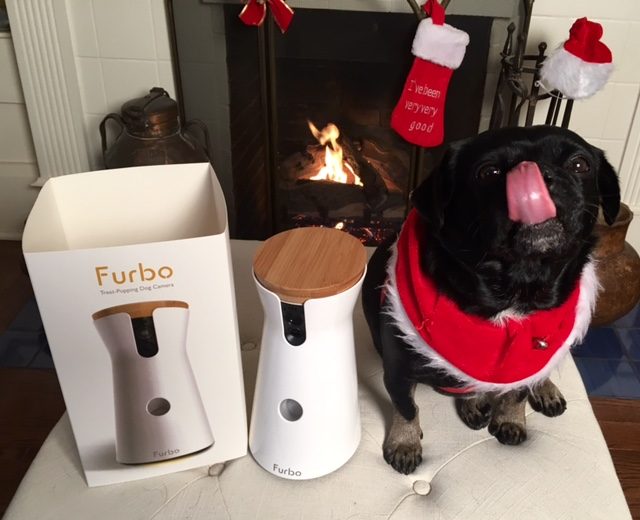 Kilo the Pug and his new Furbo from his Holiday Gift Guide
