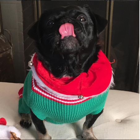 kilo-the-pug-in-his-christmas-sweater