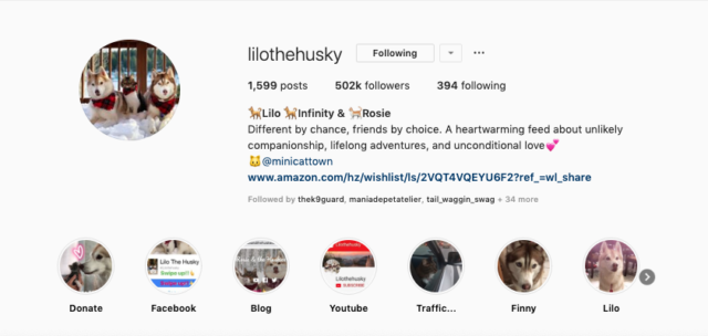 LilotheHusky and Rosie the Kitten Family Instagram snapshot - 502000 followers 