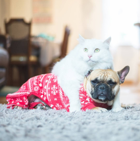 mr-marcel-the-frenchie-in-his-christmas-sweater-with-his-cat-one-is-naughty-and-one-is-nice