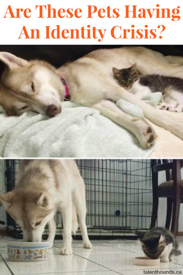 Husky and Cat friendships -Check out these pets having an identity crisis-a kitten who acts like a husky and a husky-who-acts-like-a-cat