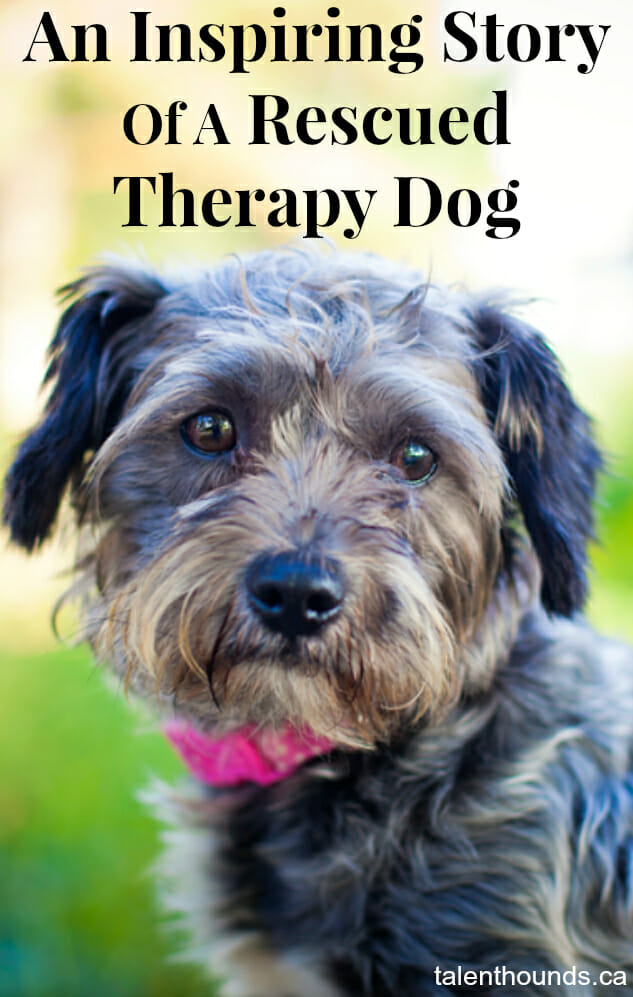 Read this inspiring story of a rescued therapy dog named Storm.