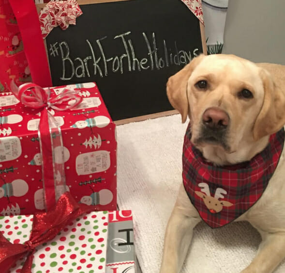 rocksy-star-labrador-christmas-instagram-photo