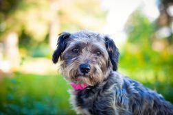 storm-therapy-dog-2-pink-coller