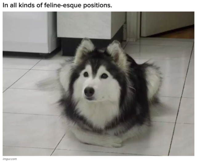 Tally the Husky raised by cats