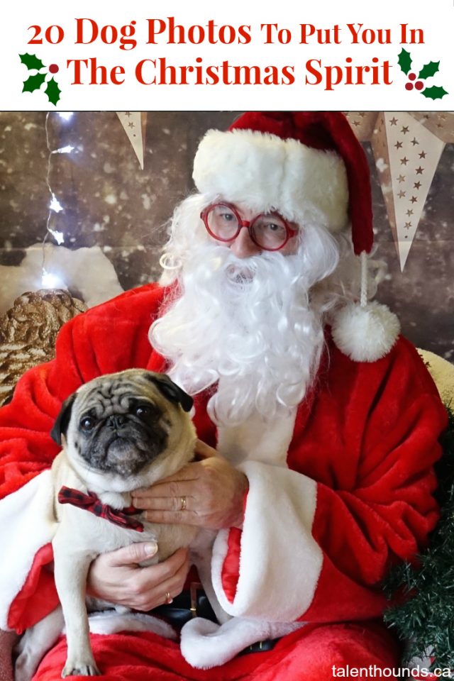 20 Adorable Instagram Dog Christmas photos to put you in the holiday mood.
