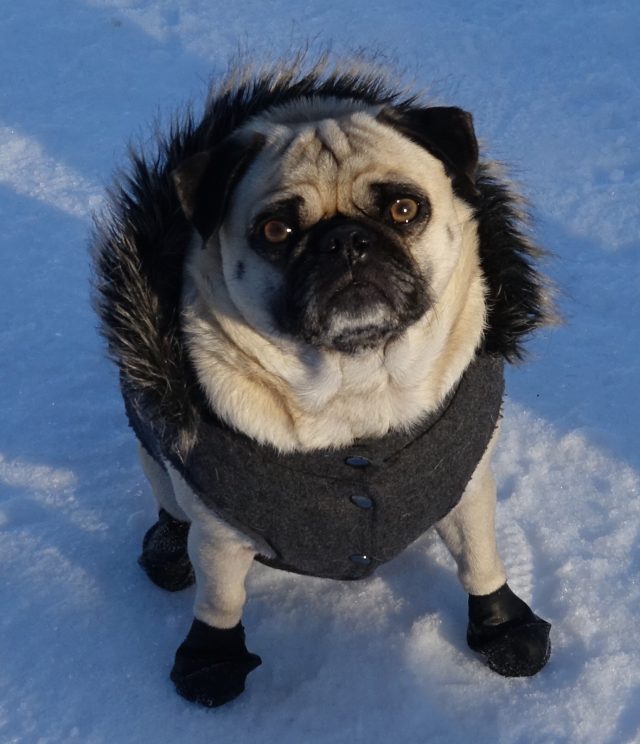 tyson-the-pug-at-grumble-2