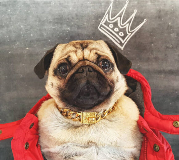 helmut-the-pug-in-red-jacket-for-christmas-instagram-photos