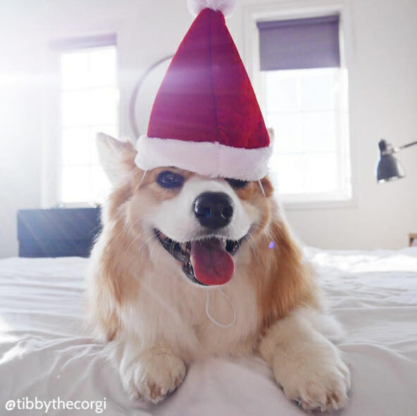 tibby-the-corgi-christmas-photo-in-santa-hat-on-instagram