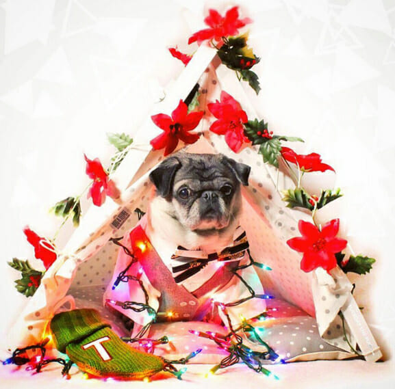 tuesday-the-pug-decorates-for-christmas