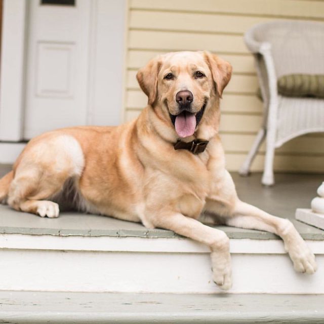 Alta the Golden Retriever