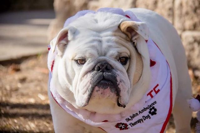 Bridgette the Therapy Bulldog in St. John ambulance therapy dog bandana