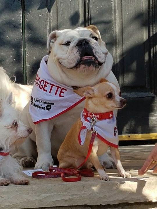 Bridgette the Therapy Bulldog and chi